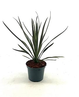 Cordyline australis Pot 2 Liter30 - 40 cm