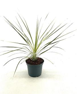 Cordyline aus. Lime Passion Pot 2 Liter30 - 40 cm