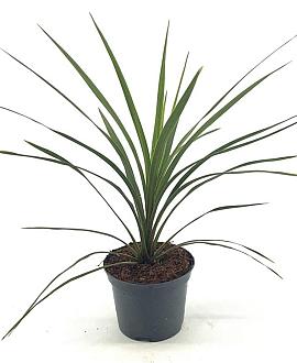 Cordyline indivisa 'Peko' Pot 2 Liter30 - 40 cm