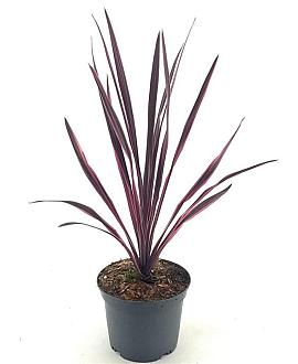 Cordyline 'Paso Doble' Pot 2 Liter30 - 40 cm