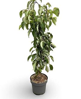 Cornus controversa 'Pagoda' Pot 12 liter 100 - 125 cm