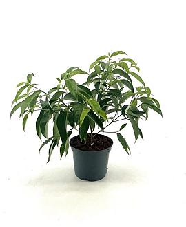 Cornus elliptica Empress of China Pot 2 liter 25-30cm