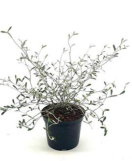Corokia virgata Pot 2 Liter30 - 40 cm