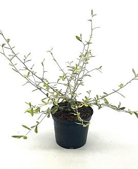 Corokia virgata 'Sunsplash' Pot 2 Liter30 - 40 cm