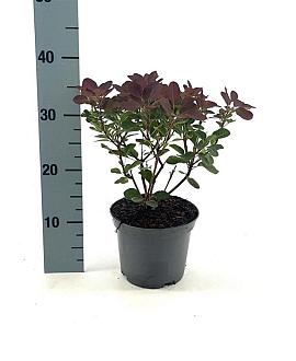 Cotinus cog. Red Spirit Pot 2 liter 25-30cm