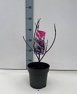 Cotinus cog. 'Royal Purple' Pot 2 liter 30-35cm