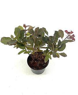Cotinus 'Grace' Pot 2 Liter30 - 40 cm