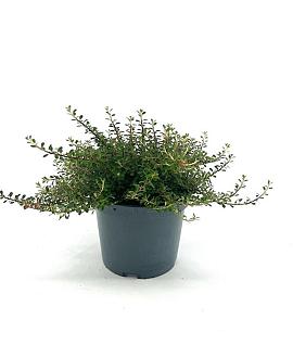 Cotoneaster congestus Pot 2 liter 25-30cm