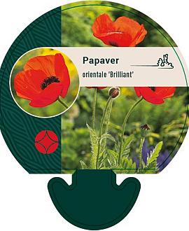 Papaver or. 'Brilliant' Pot 9 cm