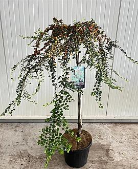 Cotoneaster suec. 'Juliette' Pot 10 liter Stam 120 cm