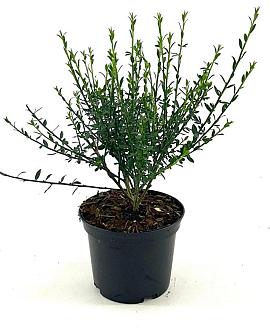 Cytisus 'Luna' Pot 2 Liter30 - 40 cm