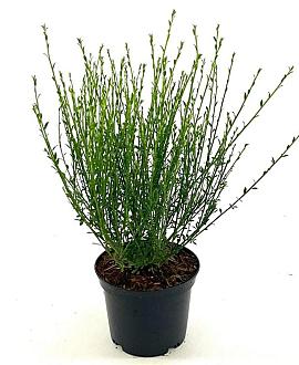 Cytisus scop. 'Vanesse' Pot 2 Liter30 - 40 cm