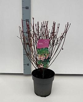 Enkianthus campanulatus Pot 2 Liter30 - 40 cm