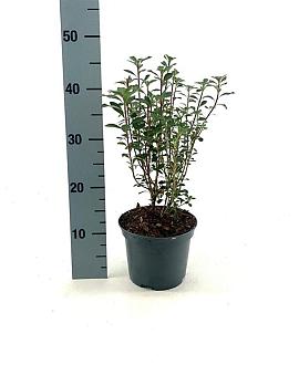 Enkianthus camp. 'Red Bells' Pot 3 Liter 30 - 40 cm