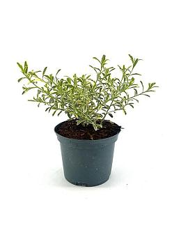 Eriostemon myoporoides Gold Touch Pot 2 liter 30-35cm