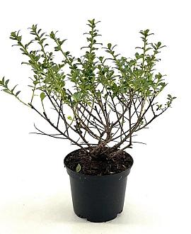 Escallonia 'Apple Blossom' Pot 2 liter 25-30cm