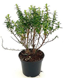 Escallonia 'Compacta Coccinea' Pot 2 Liter30 - 40 cm