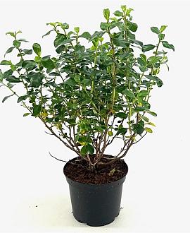 Escallonia 'Iveyi' Pot 2 liter 25-30cm