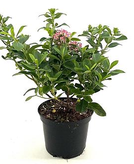 Escallonia laevis Pink Elle Pot 2 liter 25-30cm