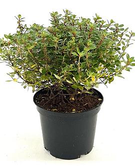 Escallonia 'Red Dream' Pot 2 liter 25-30cm