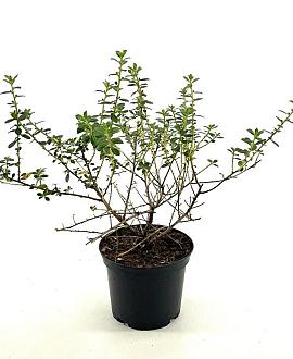 Escallonia 'Red Elf' Pot 2 liter 25-30cm