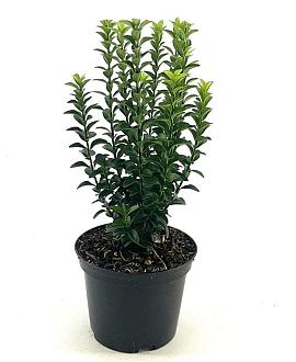 Euonymus 'Benkomoki' Pot 2 liter 25-30cm