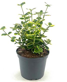 Euonymus fort. 'Canadale Gold' Pot 2 liter 25-30cm