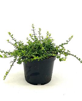 Euonymus fort. 'Minimus' Pot 2 liter 25-30cm