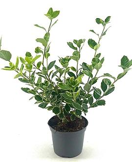 Euonymus jap. 'Albomarginatus' Pot 2 liter 25-30cm