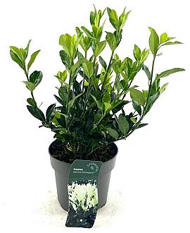 Euonymus jap. Extravaganza Pot 2 Liter 20 - 30 cm