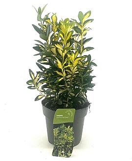 Euonymus jap. 'Gold Queen' Pot 2 Liter 20 - 30 cm