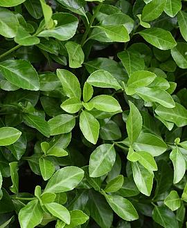 Euonymus jap. 'Green Spire' Bolvorm 30 cm