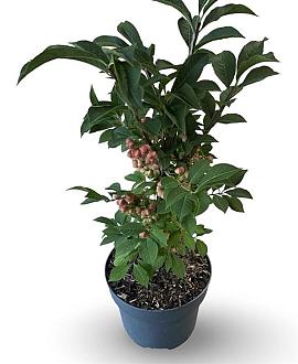 Euonymus phellomanus Pot 4 Liter 30 - 40 cm