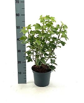 Fatsia japonica 'Variegata' Pot 3 Liter 30 - 40 cm