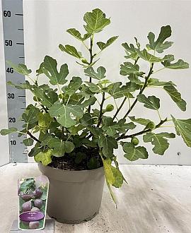 Ficus car. 'Morena' Pot 5 Liter 50 - 60 cm