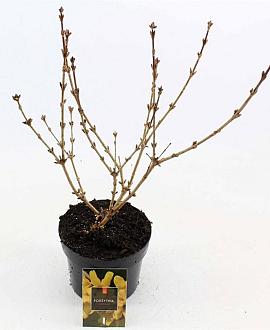 Forsythia 'Goldrausch' Pot 2 Liter30 - 40 cm