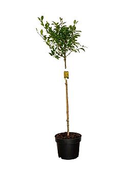 Forsythia int. 'Courtalyn' Pot 10 liter Stam 80 cm