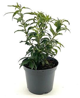 Forsythia int. Mikador Pot 3 Liter 30 - 40 cm