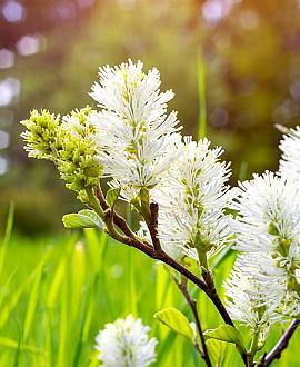 Fothergilla major Pot 20 liter 50 - 60 cm