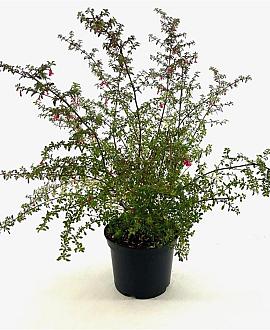 Fuchsia microphylla Pot 2 liter 25-30cm