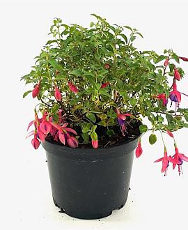 Fuchsia 'Tom Thumb' Pot 2 liter 25-30cm