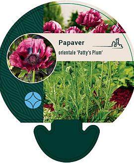 Papaver or. 'Patty's Plum' Pot 9 cm