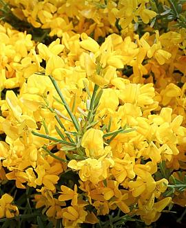 Genista lydia Pot 2 liter 25-30cm