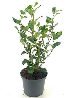 Griselinia littor. Green Horizon Pot 2 Liter30 - 40 cm