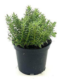 Hebe 'Red Edge' Pot 2 liter 25-30cm