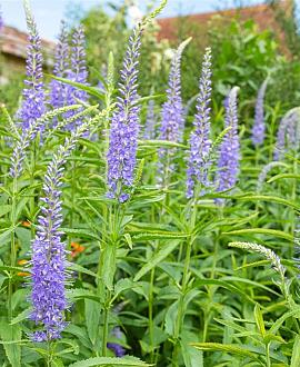 Hebe 'Sapphire' Pot 2 liter 25-30cm