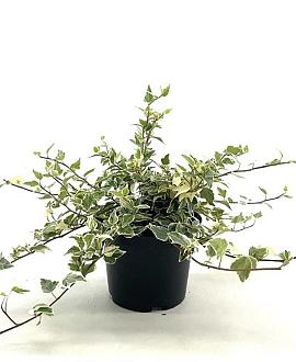 Hedera hel. 'Little Diamond' Pot 2 Liter30 - 40 cm