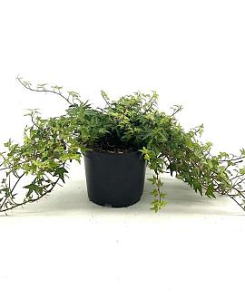 Hedera hel. 'Miniature Needlepoint' Pot 2 liter 30-35cm