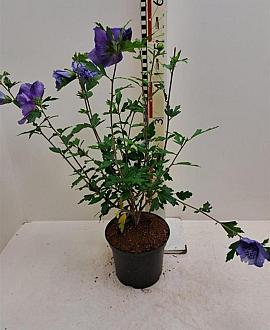 Hibiscus syr. Blue Chiffon Pot 3 Liter 30 - 40 cm