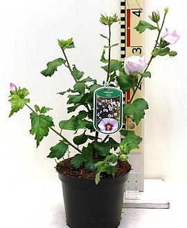 Hibiscus syr. 'Helene' Pot 3 Liter 40 - 50 cm